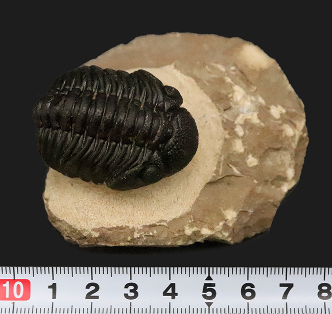 これぞ化石セブンクオリティ！複眼レンズまで完全保存された、ペディノ