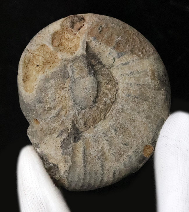 ナチュラル感あふれる、モロッコ産・白亜紀のアンモナイト（Ammonite