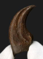 恐竜の爪の化石の販売 ｜ 化石販売の化石セブン