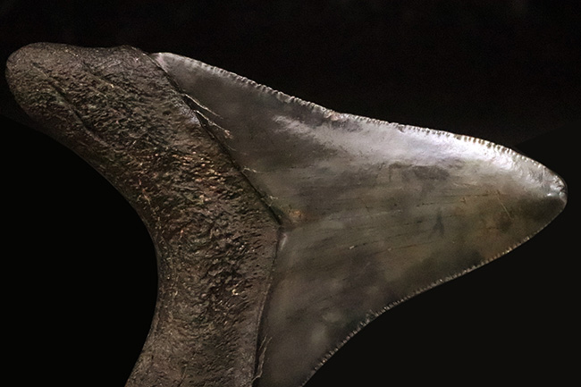 非常に美しいエナメル質を保つ 上質なメガロドン（Otodus megalodon