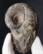 ノジュールタイプ、可愛らしい、北海道産のアンモナイト