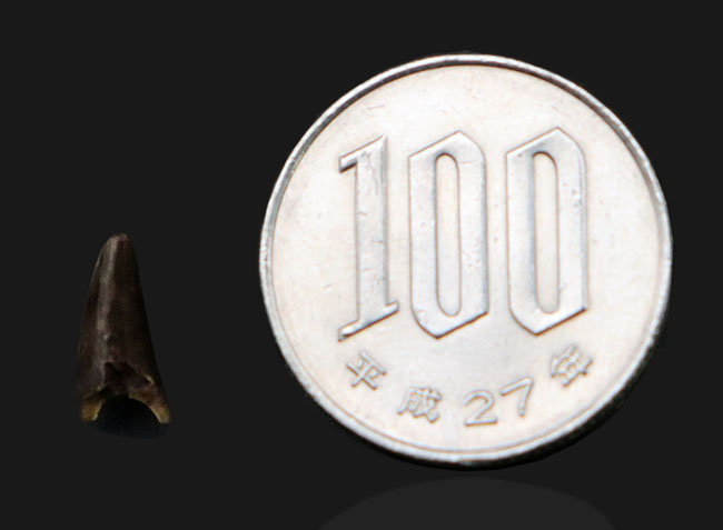 希少！ペルム紀オクラホマ州産肉食単弓類、ディメトロドン（Dimetrodon