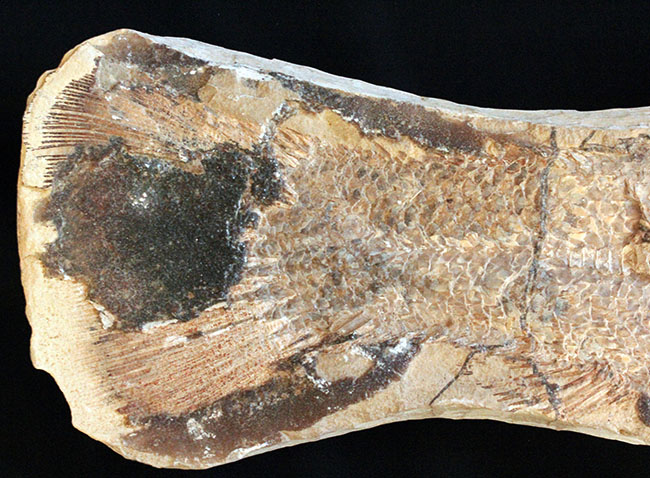 サンタナフォーメーションの主（ぬし）、白亜紀に実在した肉食古代魚