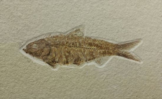 群を抜いて美しい！アメリカ産魚化石ナイティア(Knithtia) 化石 販売