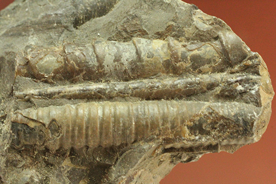 北海道羽幌産、ポリプチコセラス アンモナイト 販売