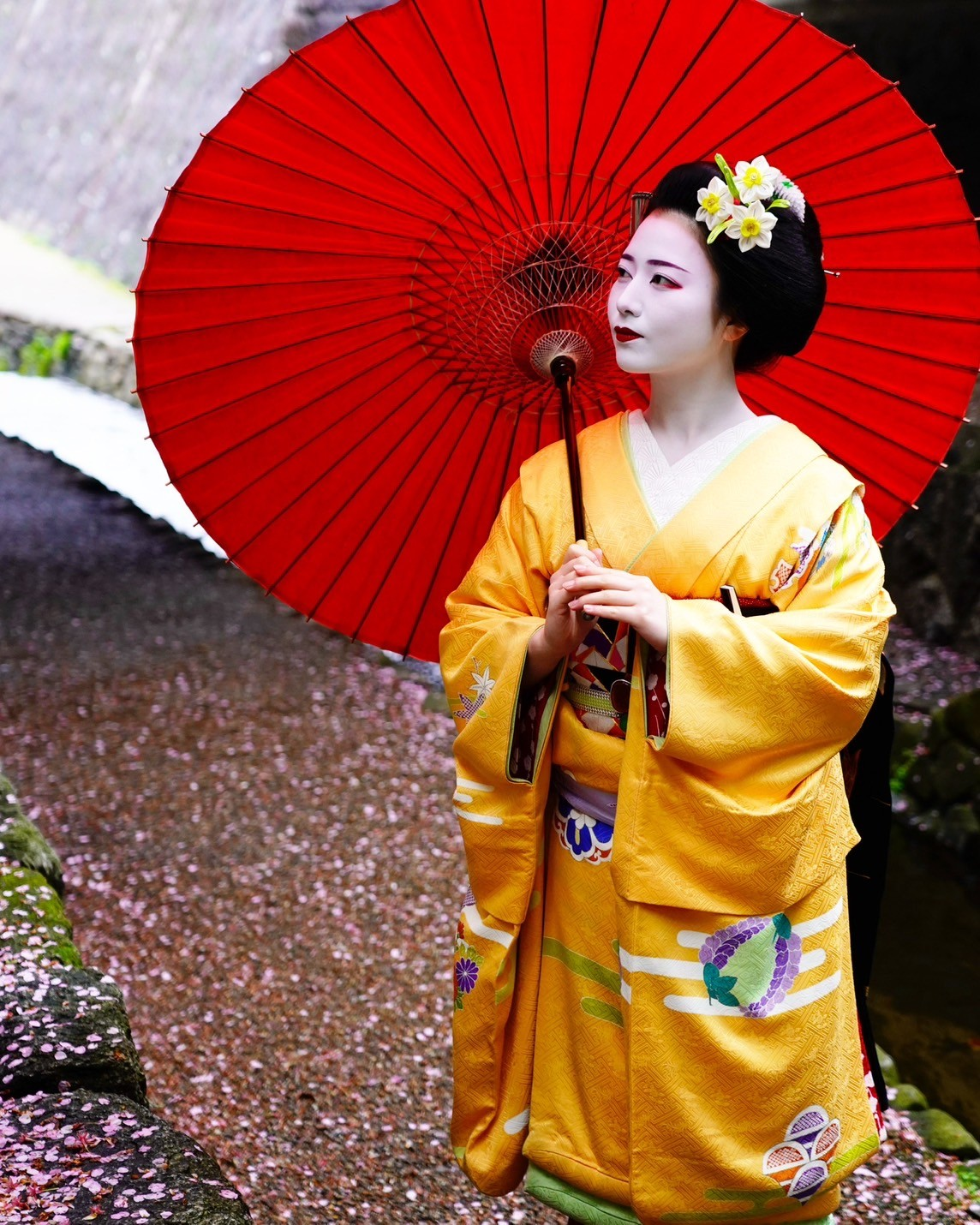 麗しい舞妓姿で人気を博す 祇園甲部・真矢さん 「令和の芸舞妓図鑑