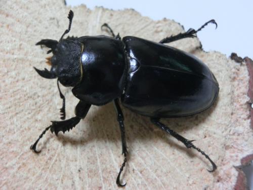 くわかぶプラネット / ユダイクスミヤマ