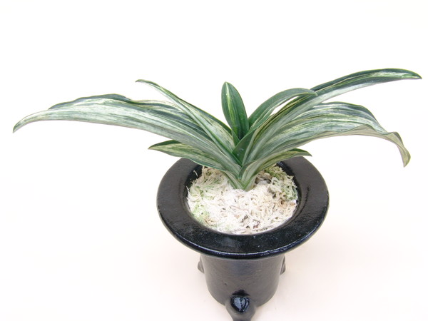 千代田の松 (ちよだのまつ) CChiyodanomatsu – おもとの豊明園（ほう