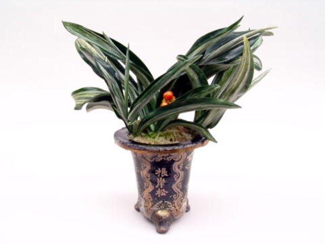 根岸の松 (ねぎしのまつ) Negishinomatsu – おもとの豊明園（ほうめい