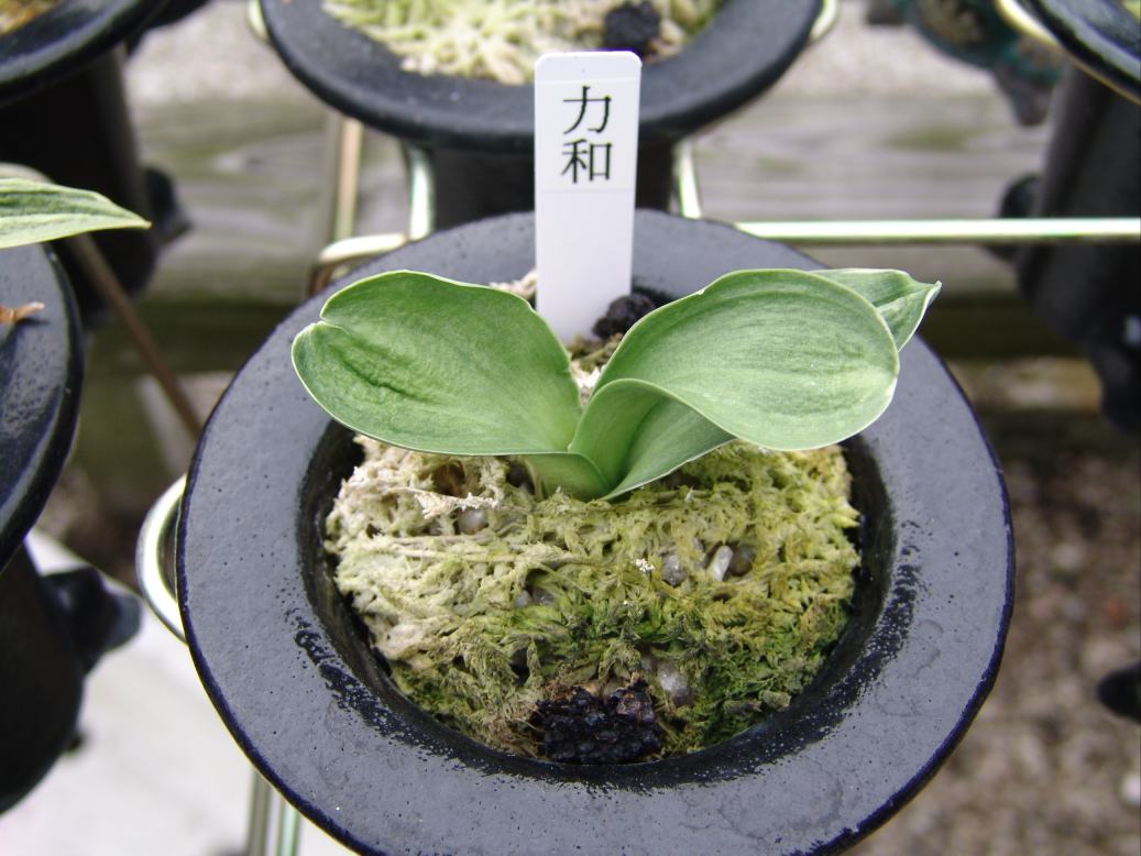 羅紗おもとの魅力～力和 – おもとの豊明園（ほうめいえん）