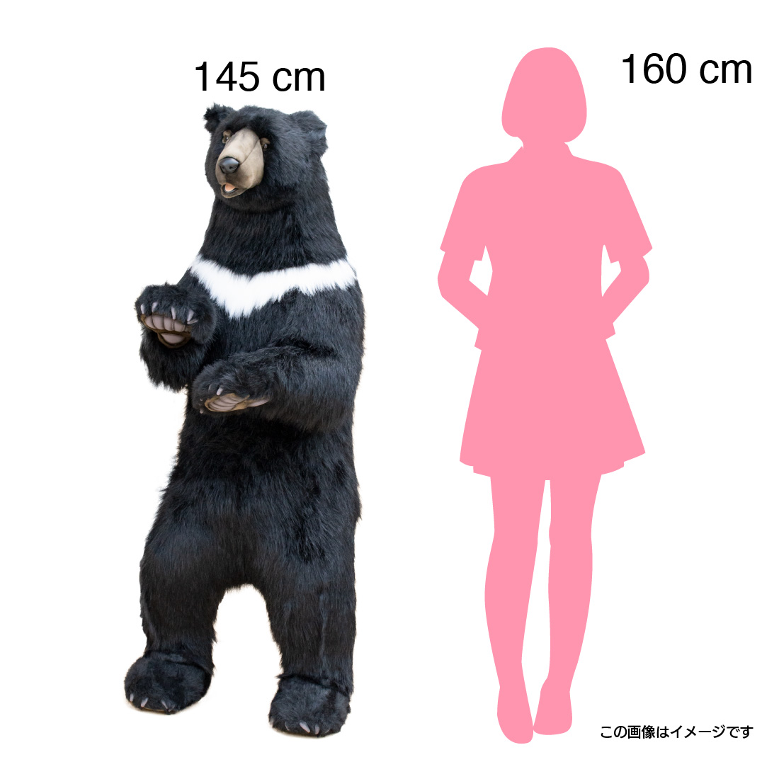 ツキノワグマ 158 | HANSA