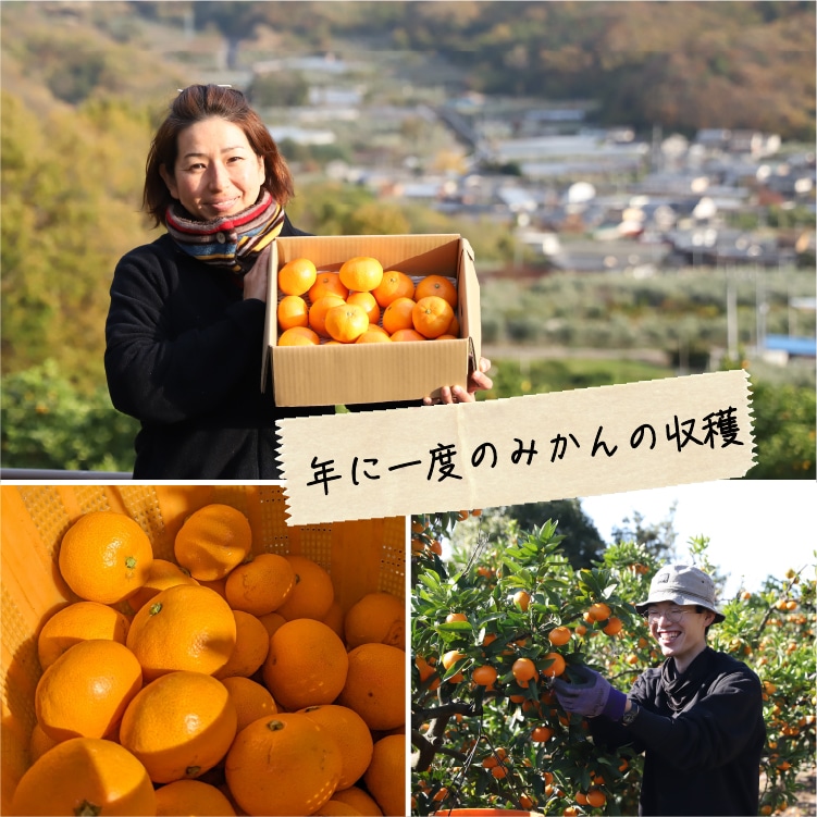 木成り完熟みかんS・3kg | 井上誠耕園