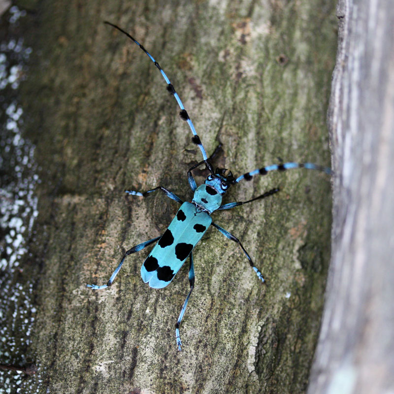 ルリボシカミキリ