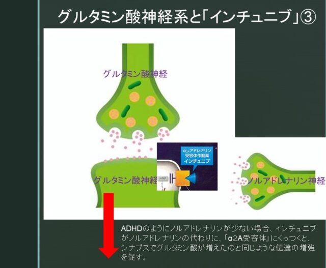 ADHDとグルタミン酸の関係について②-飯田橋メンタルクリニックブログ