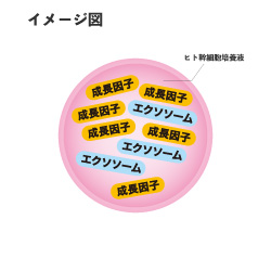 クリューベルゴールドEX クリーム｜ホームケア商品｜ジェイエステ