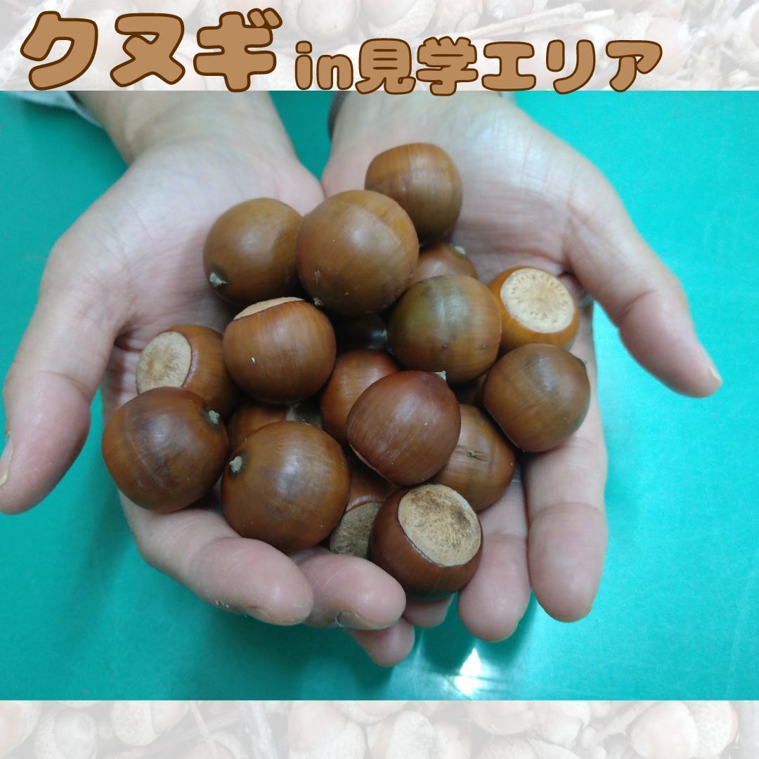 どんぐりについて（R6.10.10現在） – 鹿児島県上野原縄文の森