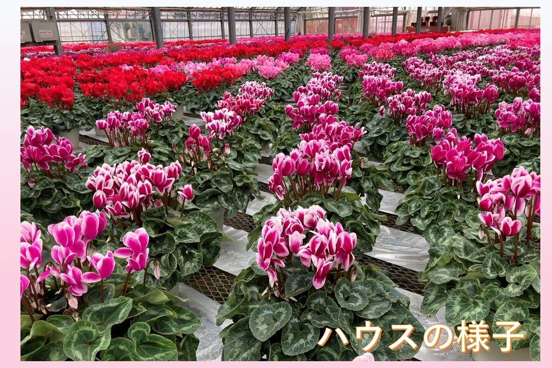 シクラメン 6号鉢【ピュアホワイト】: JA全農かながわ|【JAタウン