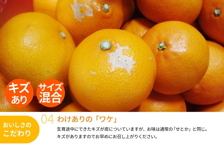 訳あり】 せとか 約3kg【ご家庭用】＜3月中旬より順次発送＞(紀南