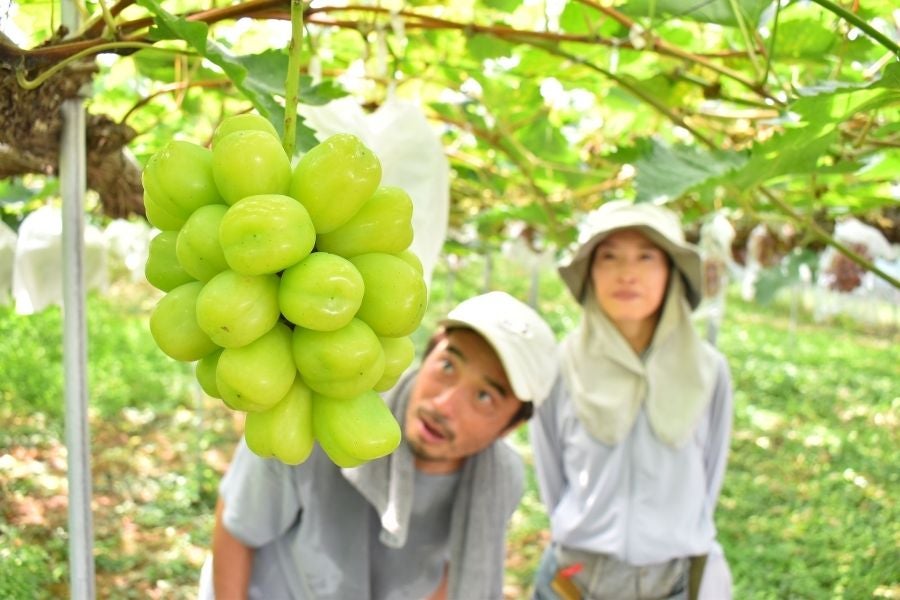 こじま農園：岡山県産 クイーンセブン 2房詰 9月上旬～9月中旬発送