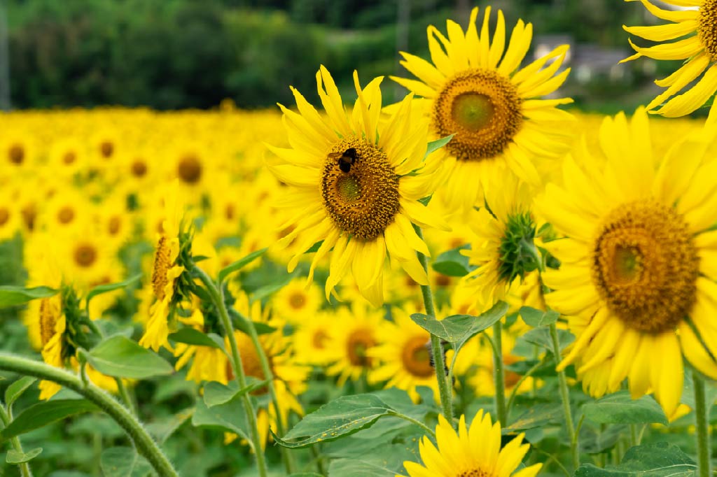 musa-okubo-himawaribatake-