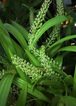 も*ん様 山野草・ホザキラン(希少種！ホザキラン) も*ん様 山野草