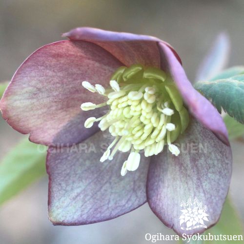 クリスマスローズ(原種) アトロルーベンス｜おぎはら植物園