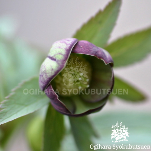 クリスマスローズ(原種) アトロルーベンス｜おぎはら植物園