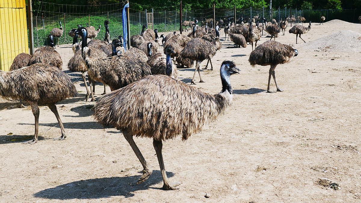 ひざ・腰・関節の痛み、肩こりやお肌の乾燥に プレミアム10・エミュー