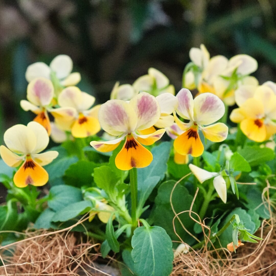 ビオラ＆パンジー｜sekiguchi-dai | 音ノ葉 | 文京区｜グリーン