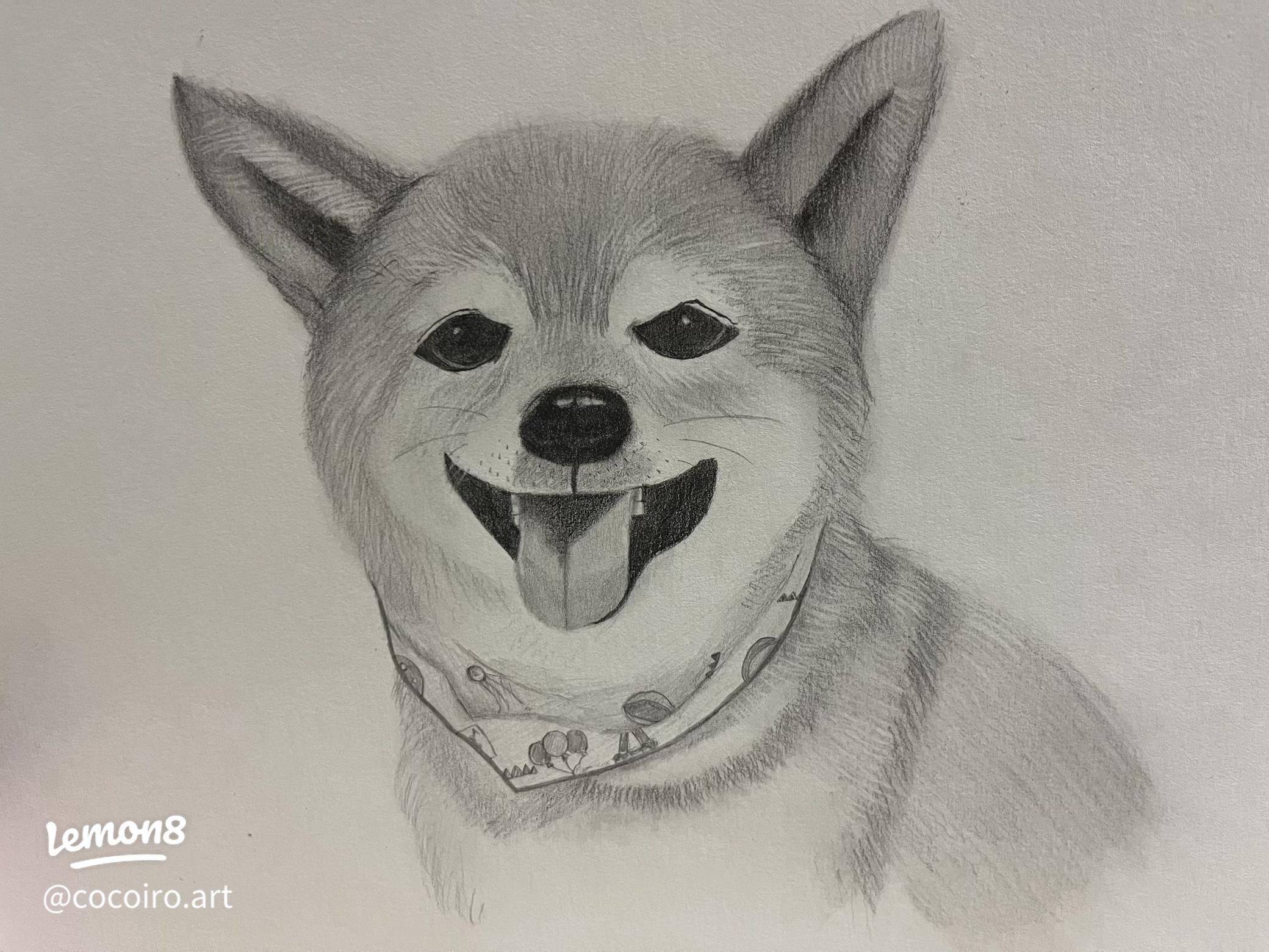 柴犬の魅力を鉛筆で描く