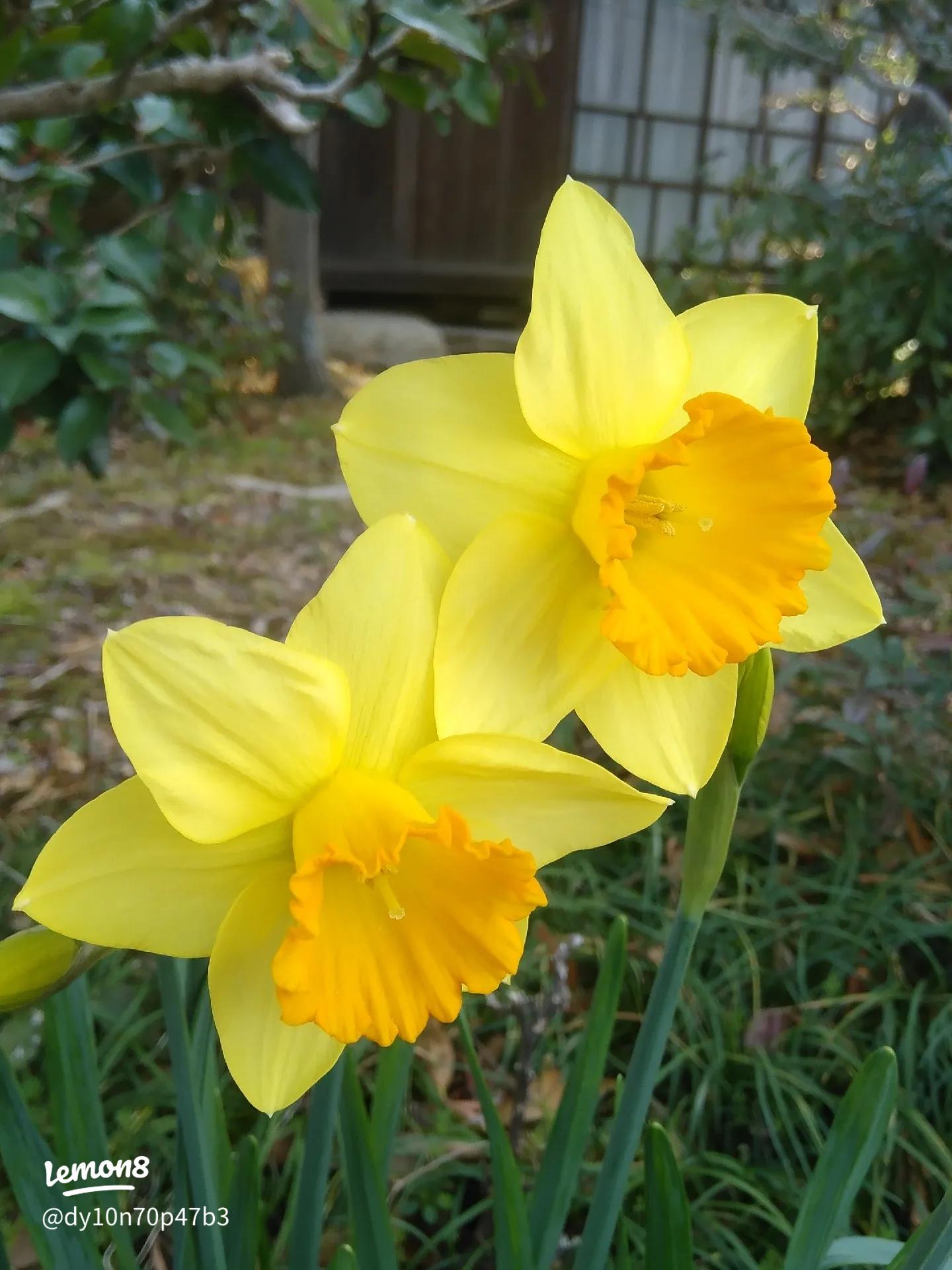 庭に咲いたラッパ水仙の魅力