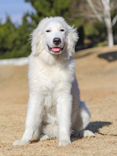 グレート・ピレニーズ アーカイブ | 世界の名犬牧場
