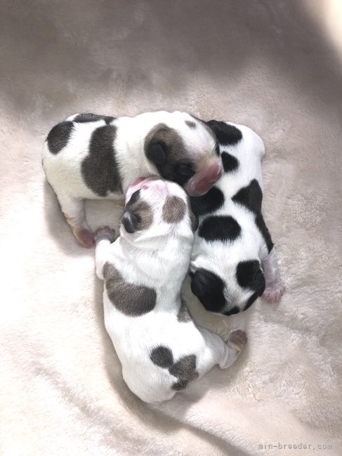 東京】松本 彩(まつもと あや)ブリーダー｜みんなのブリーダー