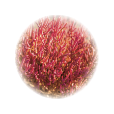 スペチアーレ×ニューロジック 薬用セラム｜商品情報｜ノエビア