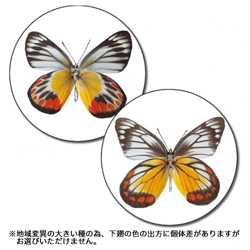 ベニモンシロチョウ , 蝶の標本 販売・通販のNatureShop|モルフォや