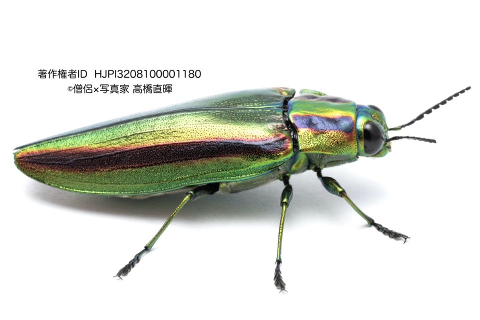 ヤマトタマムシの白バック写真📸 | 僧侶×写真家 高橋直暉