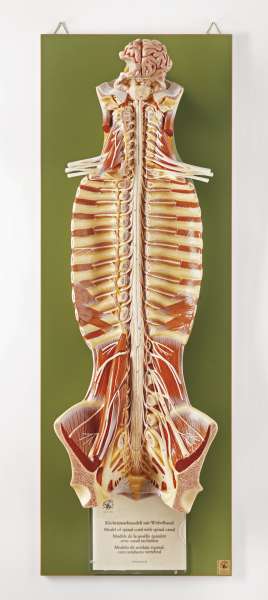 General Anatomy › Anatomy models | SOMSO®