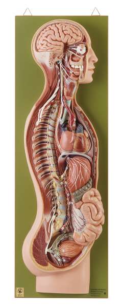 General Anatomy › Anatomy models | SOMSO®