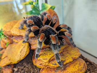 Mexican Red-knee Tarantula – Saginaw Children's Zoo
