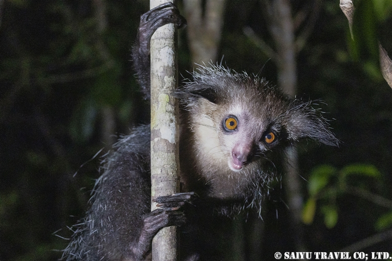 キツネザルの仲間 | ワイルドライフ Wildlife ～世界の野生動物観察日記～
