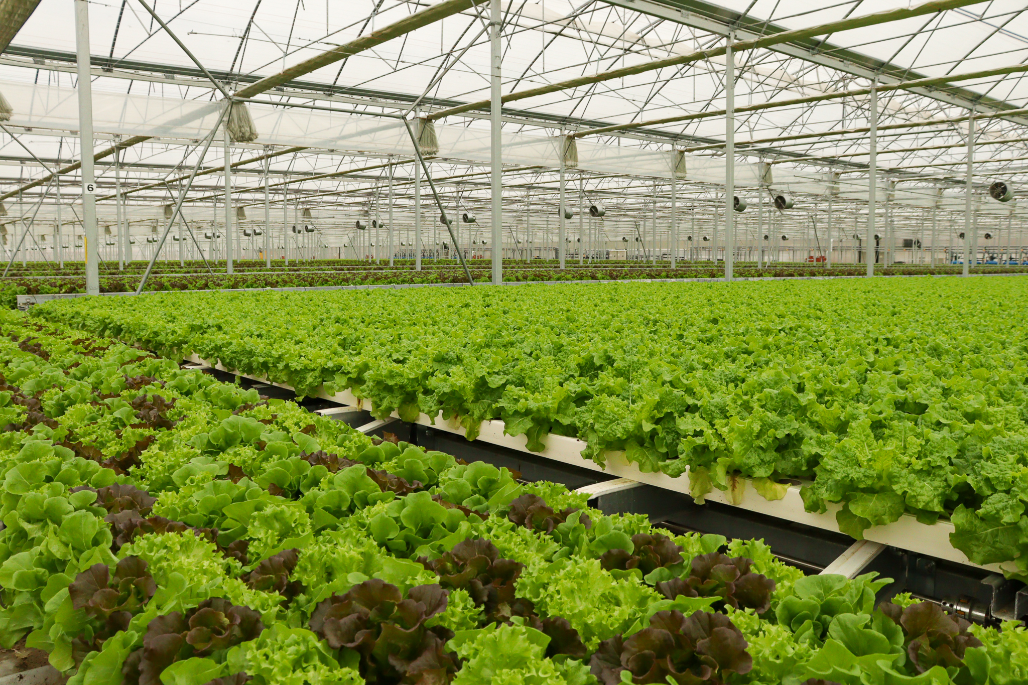 富士のふもと農園｜農業法人サラダボウル