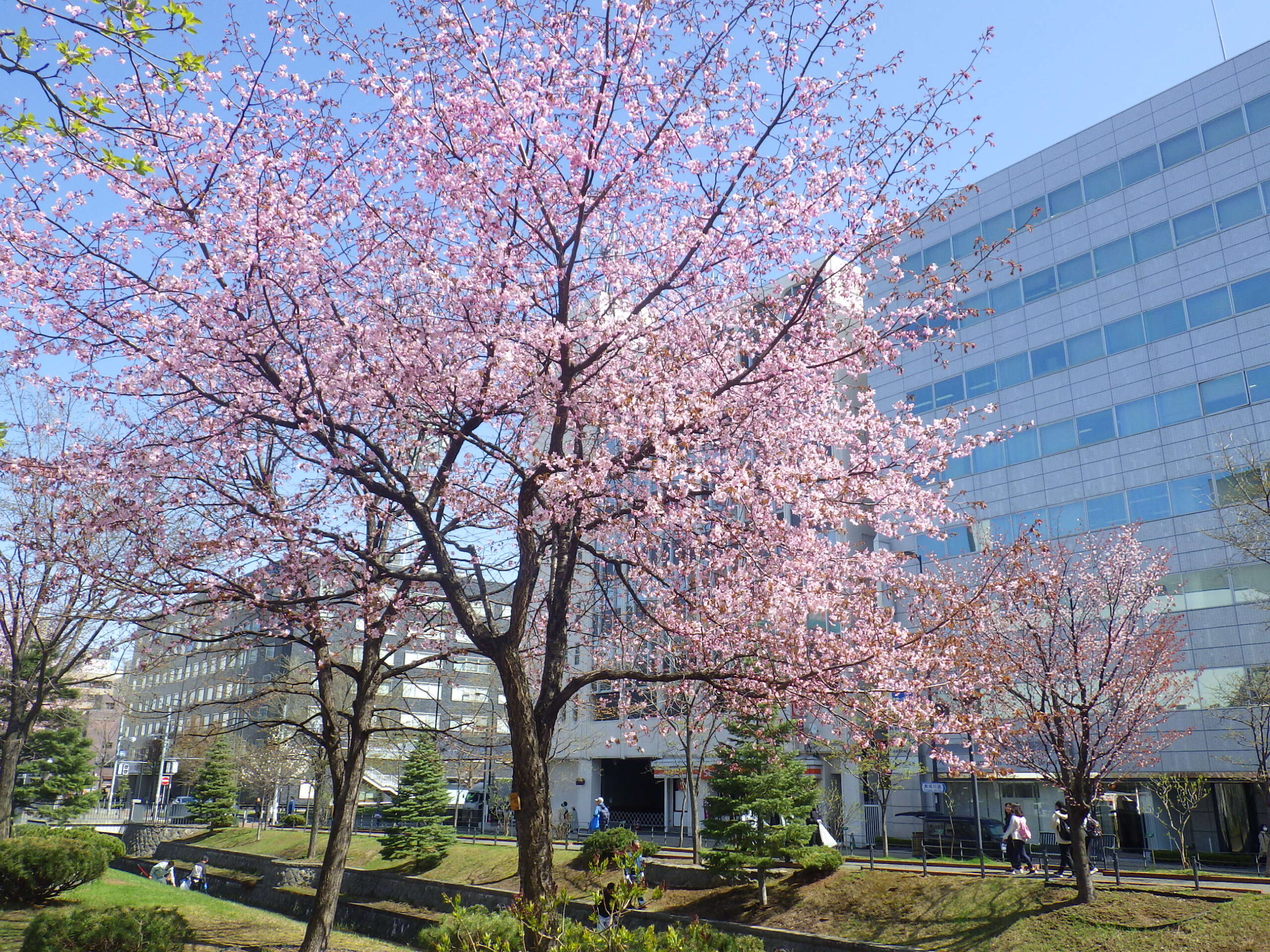 桜満開 | 創成川公園