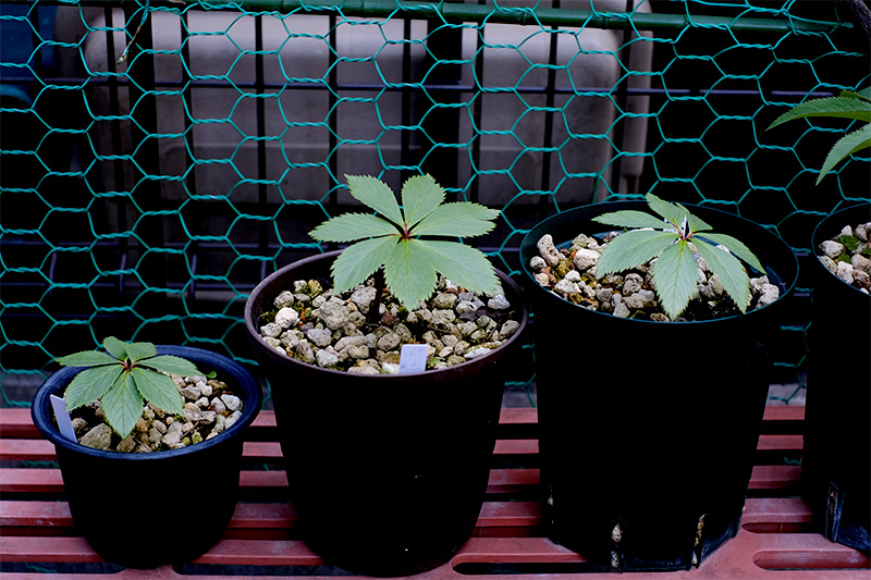 チベタヌス実生4年目の苗です。タネは「クリスマスローズ」の