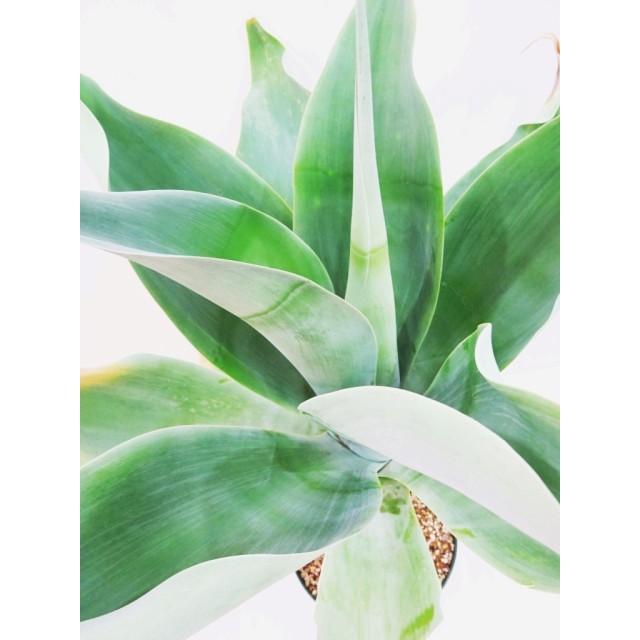 アガベ ハンチントンブルー Agave aff. attenuata 'Huntington Blue