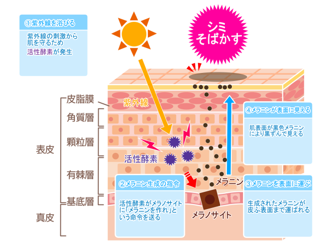 送料無料》［化粧液］スタアリィアイ ケアリーローション(120mL) /浸透