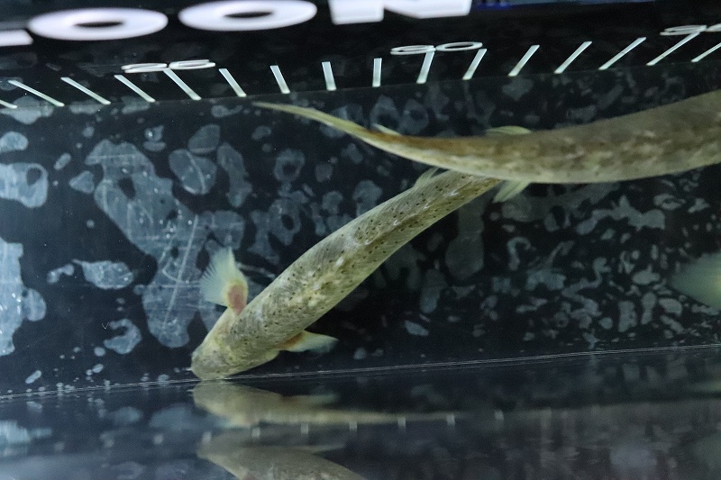 淡水魚】 超激レア ポリプテルス セネガルスマーブル ハイブリッド