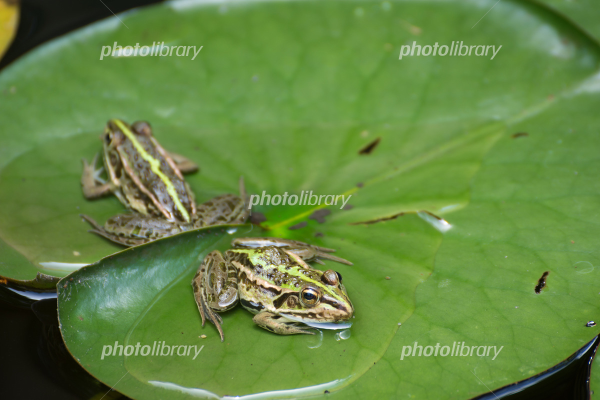 スイレンの葉とトノサマガエル 写真素材 [5938474] - フォトライブラリー