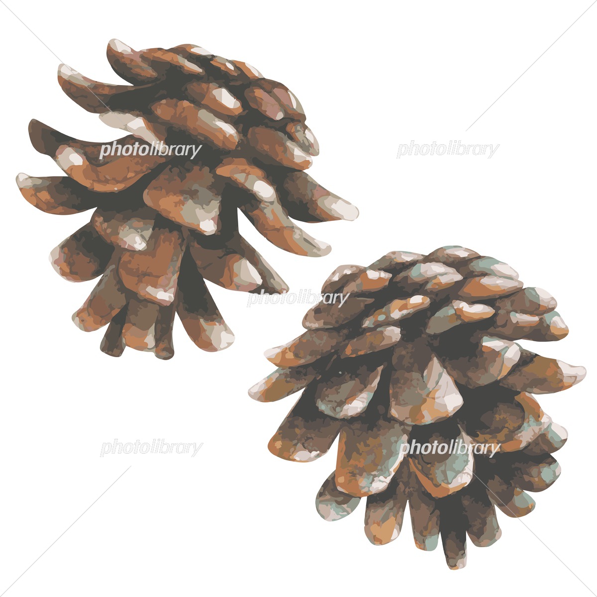 松ぼっくり 2個 水彩画 切り抜き イラスト素材 [6544141] - フォト