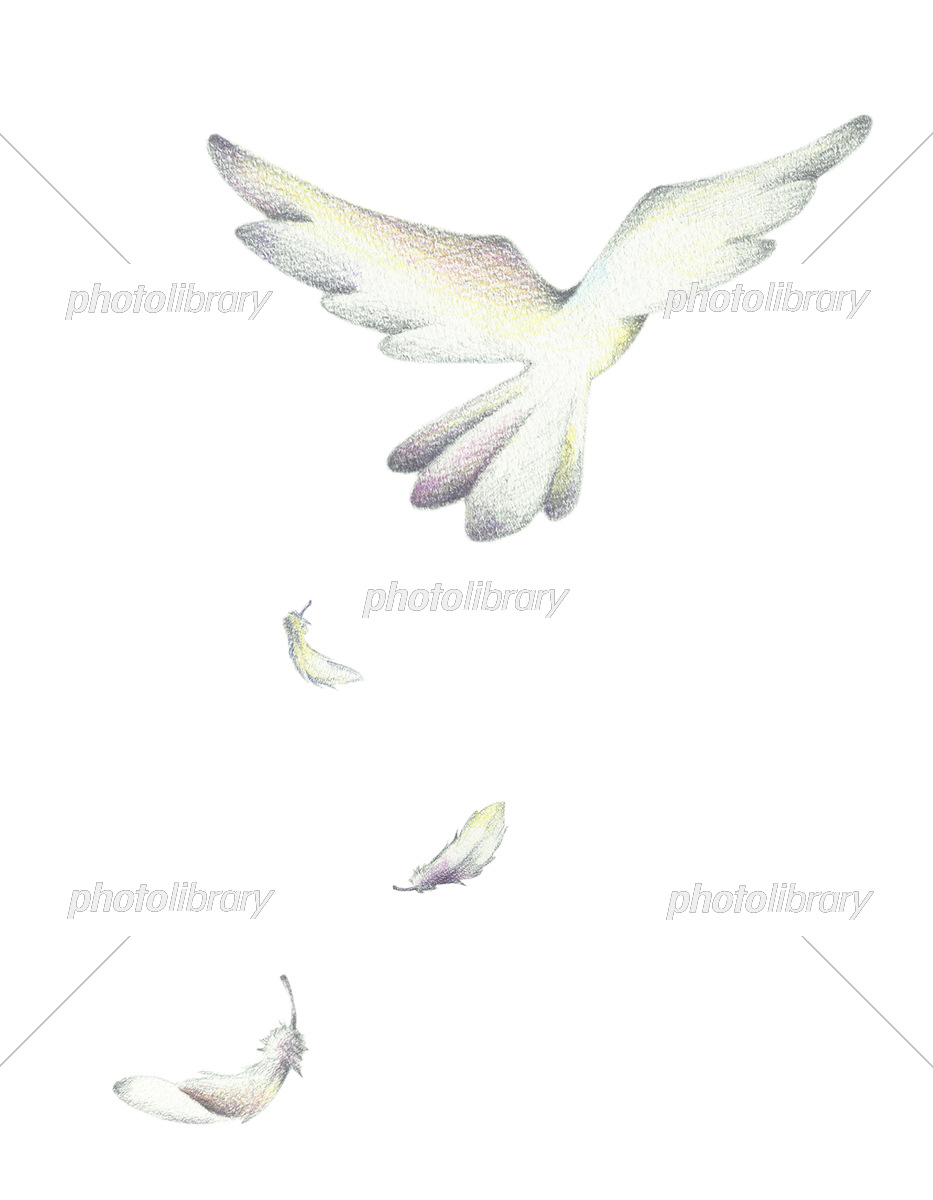 飛び立つ白い鳥 手描き色鉛筆画 イラスト素材 [7066624] - フォト