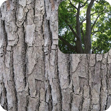 ホーウッド – プラナロム エッセンシャルオイル・精油｜健草医学舎